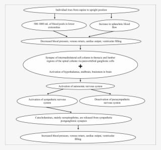 Normal Compensatory Mechanisms - Circle