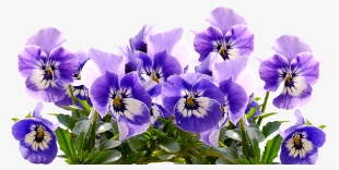Pansy Png