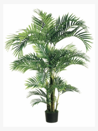 6' tropical kentia palm tree in plastic pot green - roystonea