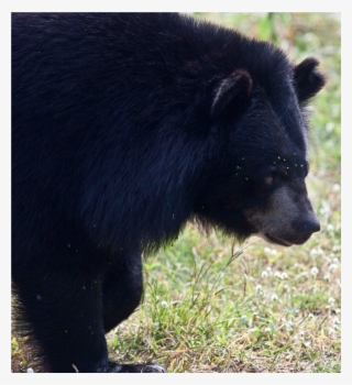 Full - American Black Bear