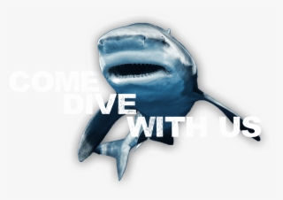 An Image Of A Friendly Shark Inviting You To Come Dive - Tiger Shark