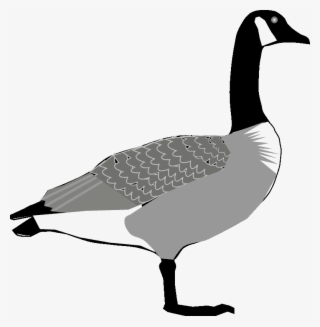Input Canada-goose