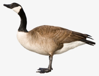 Canadian Goose Clipart