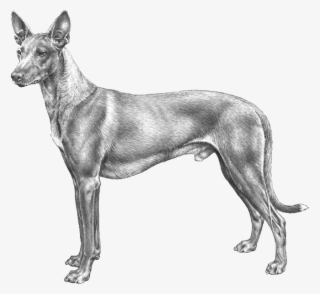 Pharaoh Hound - Old English Terrier
