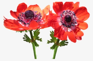 Red Flower Anemone Free Photo On Pixabay - Anemone