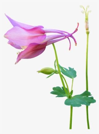 Flower, Pink, Stem, Seed - Canada Columbine