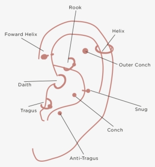 Cartilage Piercing - Diagram