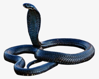 Cobra Png, Download Png Image With Transparent Background, - San Joaquin Coachwhip