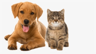 Premium Pet Care - Valentines Day Puppies And Kittens