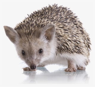 Photo Of A Pet Hedgehog - Domesticated Hedgehog