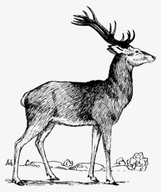 Elk White-tailed Deer Red Deer Reindeer - Deer