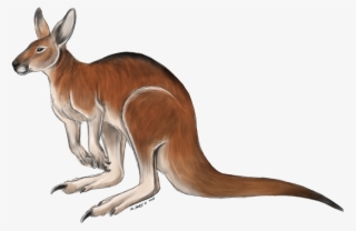 Kangaroo Free Png Image - Coloured Picture Of Kangaroo
