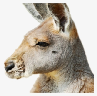 Kangaroo Png Image - Kangaroo Face Side