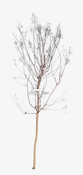 Lagerstroemia Indica - Drawing