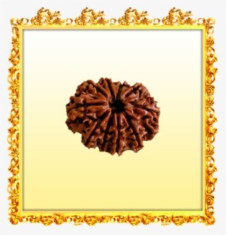 Are There Any Definitive Tests - 10 Mukhi Nepal Rudraksha