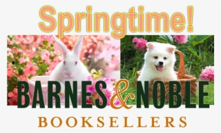 Springtime Storytime At Barnes & Noble - Rabbit