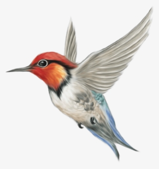 Free Png Download Hummingbird Art Png Images Background - Free As A Bird Idiom