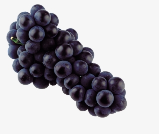 Grapes Blue - Png Muscadine Grapes
