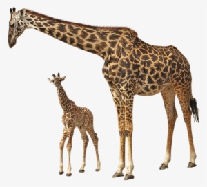 Giraffe Png - Book Of Natural History