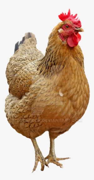 Bird Chicken Laying On A Transparent Background - Chicken Transparent Background