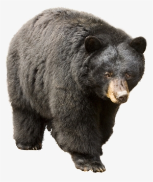 Bear Icon Clipart - American Black Bear Png