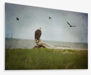 bald eagle on tree trunk canvas print - bald eagle