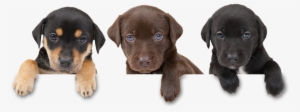 Dog-harmony - Pet Adoption Campaign