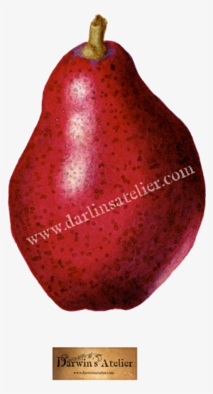 Pyrus Communis , Watercolor
