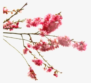 Graphic Library Download Image Tumblr Ml Q Ksdhl Rm - Cherry Tree Branch Transparent