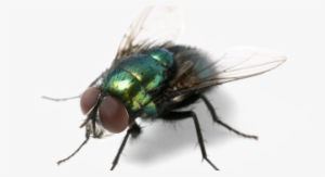 House Fly Png - Summer Annoying Creatures Meme
