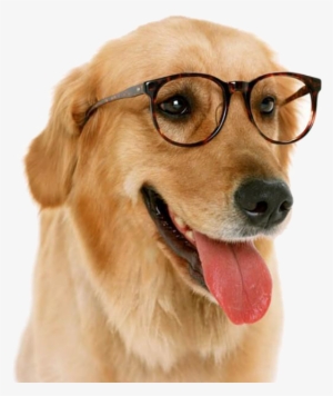 Dog With Glasses Png