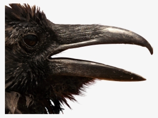 Raven, Png, Head, Clipping, Graphics, Animal - Corvo Png