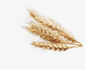 Wheat Vector Gehu - Wheat Transparent Background