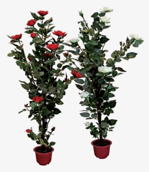 Rose Bush Clipart Shrub Plan - Transparent Flower Pot Png