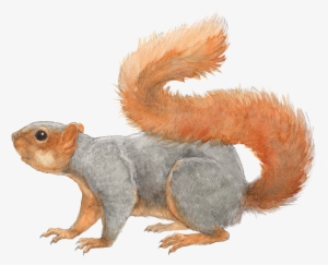 Squirrel Transparent Png File - Eastern Fox Squirrel Png