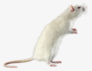 Rat Mouse White Png - White Mouse Transparent Background
