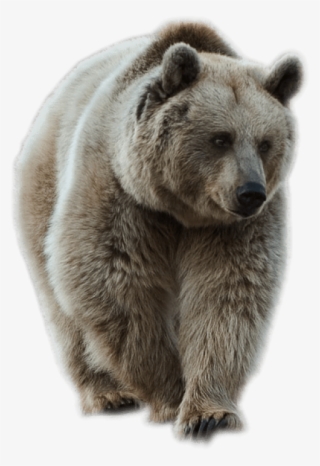 Transparent Brown Bear Png Picture - Bear Png