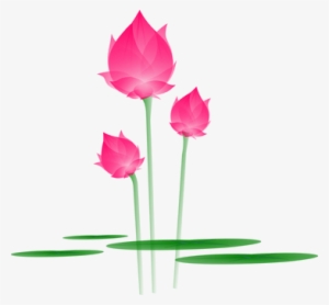 Lotus Flower Blossom Bloom Water Lily Lily - Lotus Png