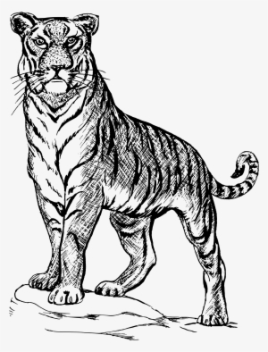 Tiger Png Clipart - Line Drawing Of A Tiger