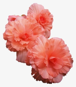 Pink Flowers - Transparent Flowers