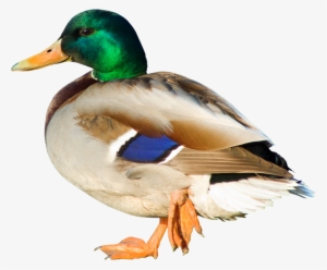 Duck Png