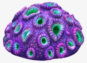 Purple Brain Coral Fauna