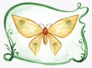 Butterfly Painting Watercolor 1485634 - Gambar Hewan Menggunakan Cat Air