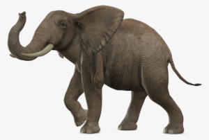 Animals - Elephant Png