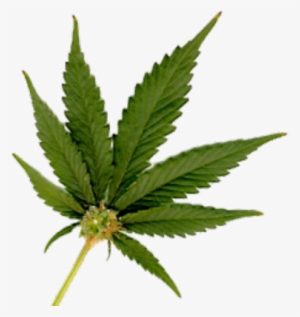 Weed Leaf Png - Transparent Real Marijuana Leaf
