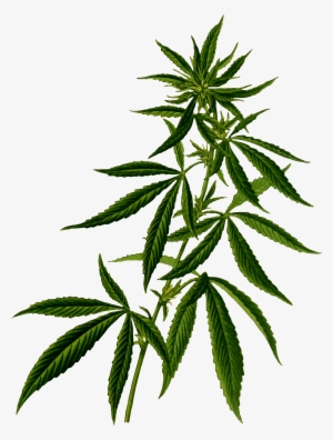 Cannabis Plant Png Image - Weed Plant Png