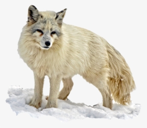 Arctic Fox Images Png Arctic Animal Png Wolf Abstract - Arctic Fox Checking Things Out Journal: 150 Page Lined