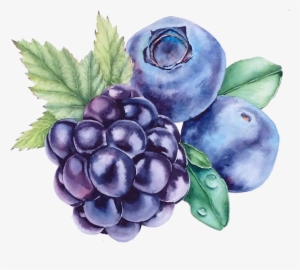 Grape Blueberry Watercolor Painting Bilberry - Blueberry Painting