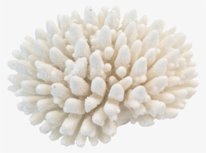 Png Coral - Coral Png