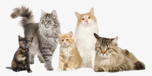 Cats Pancreatitis Austin - Cat Family Of 5